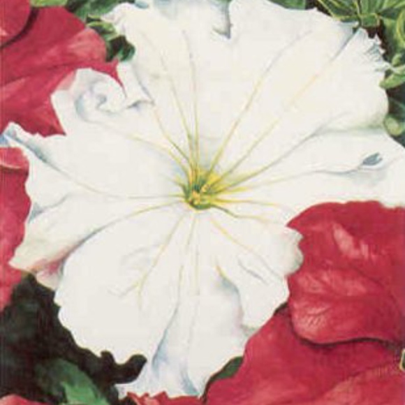 Vintage Floral Art Prints Set of Five